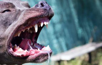 Teenager and woman, 74, attacked by dogs in Edinburgh as two men charged