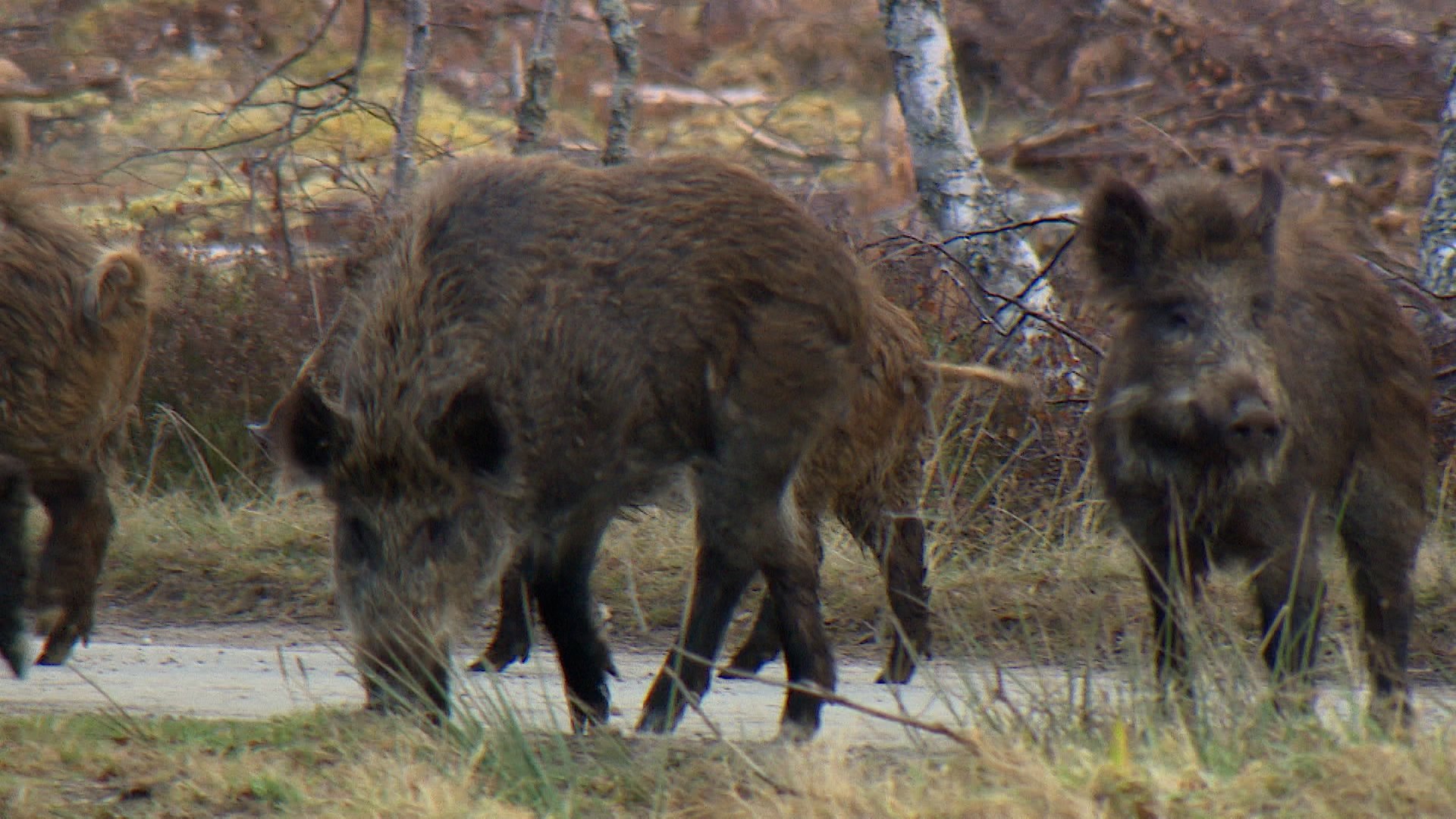 Wild boars seen in the Highlands