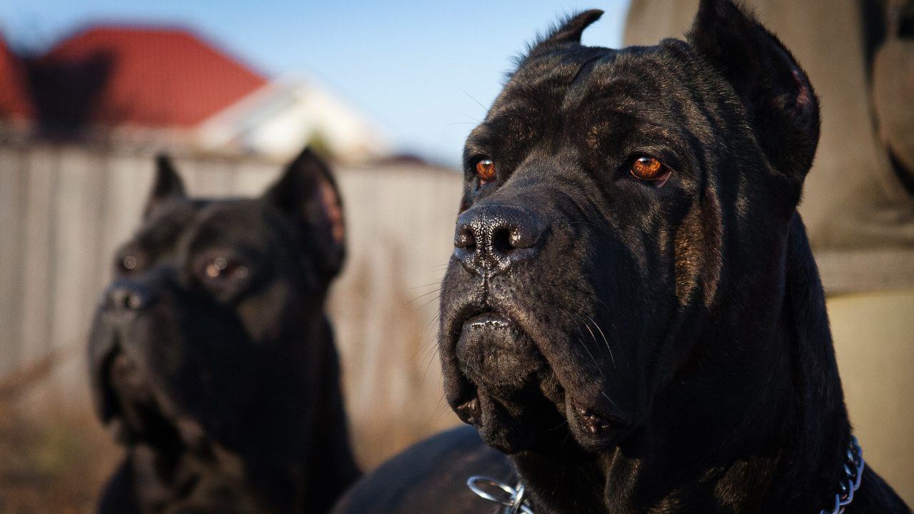 Cane Corso: The new ‘status dog’ after XL Bully ban?