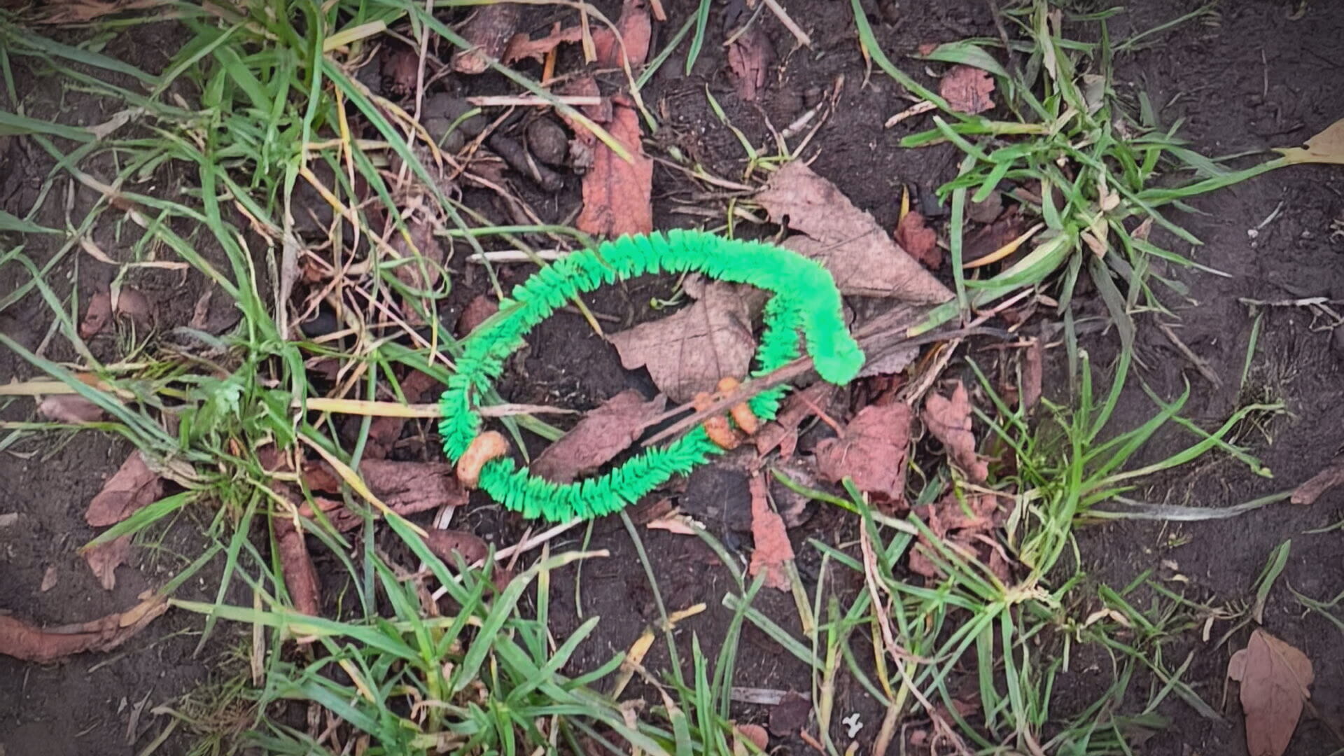 Pipe cleaners left by schoolchildren at a park in Dundee