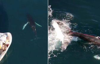 Scots fishermen rescue humpback whale entangled in rope off Skye coast