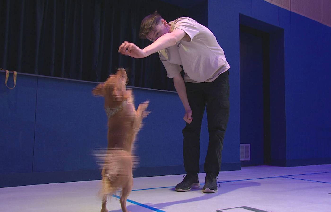 Writer and director, Michael Lewis, said they were looking for a pooch with the 'wow factor' to star in the show. 