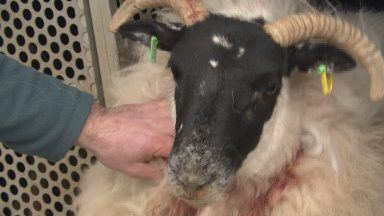 Aberdeenshire farmers urge pet owners to keep dogs on lead as two pregnant ewes killed