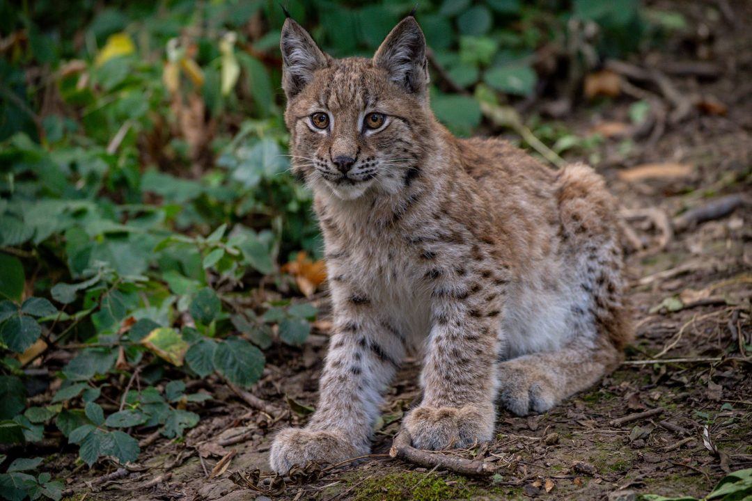 Swinney rules out reintroduction of lynx or any large carnivores in Scotland