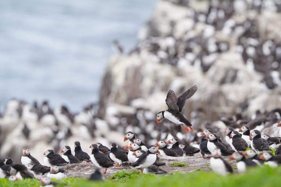 Project which monitors puffins among innovations awarded Government cash