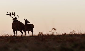 Shooting organisation warns new Bill could halve number of deer stalkers