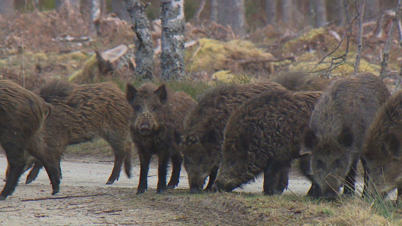 Call for ‘decisive action’ against guerrilla rewilding after pigs illegally released