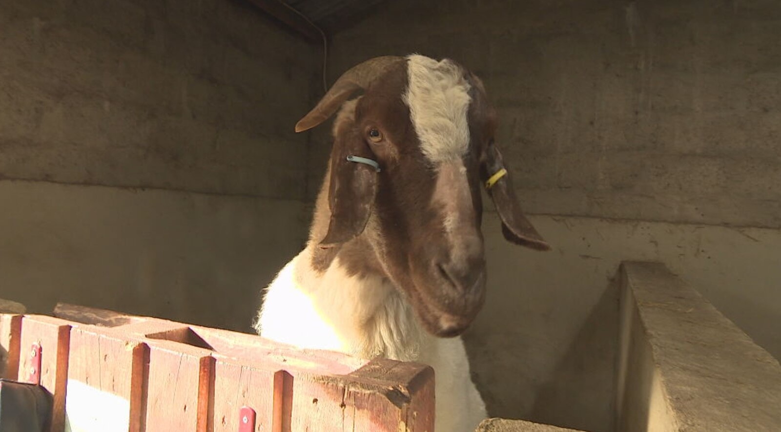 Halfpenny Farm owners say £60,000 is needed for it to survive the year.