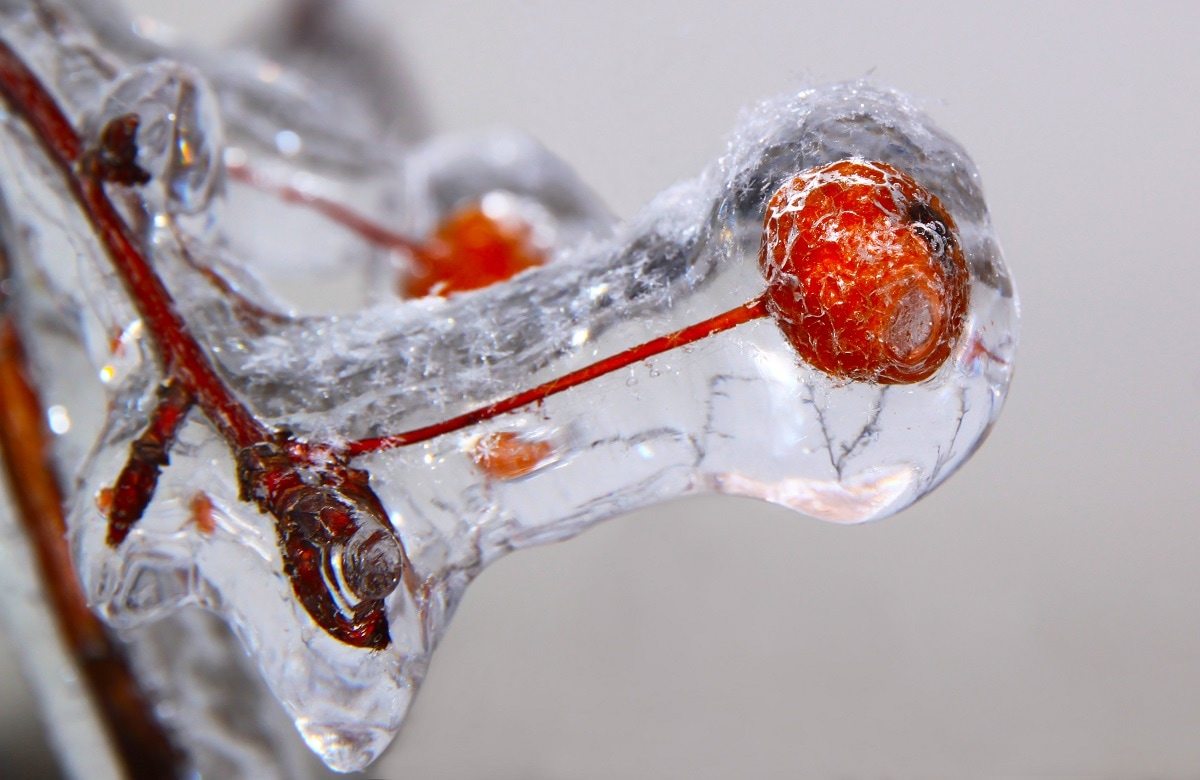 Red berries frozen in a freezing rain storm.