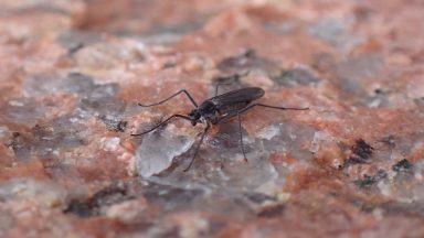 Tiny ice age fly discovered in mountain loch