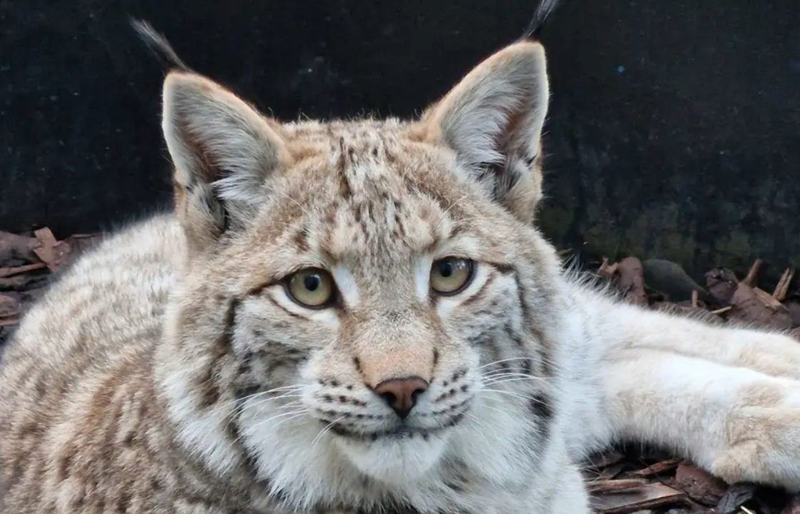 Lynx captured after illegal release in Cairngorms searching for ‘forever home’