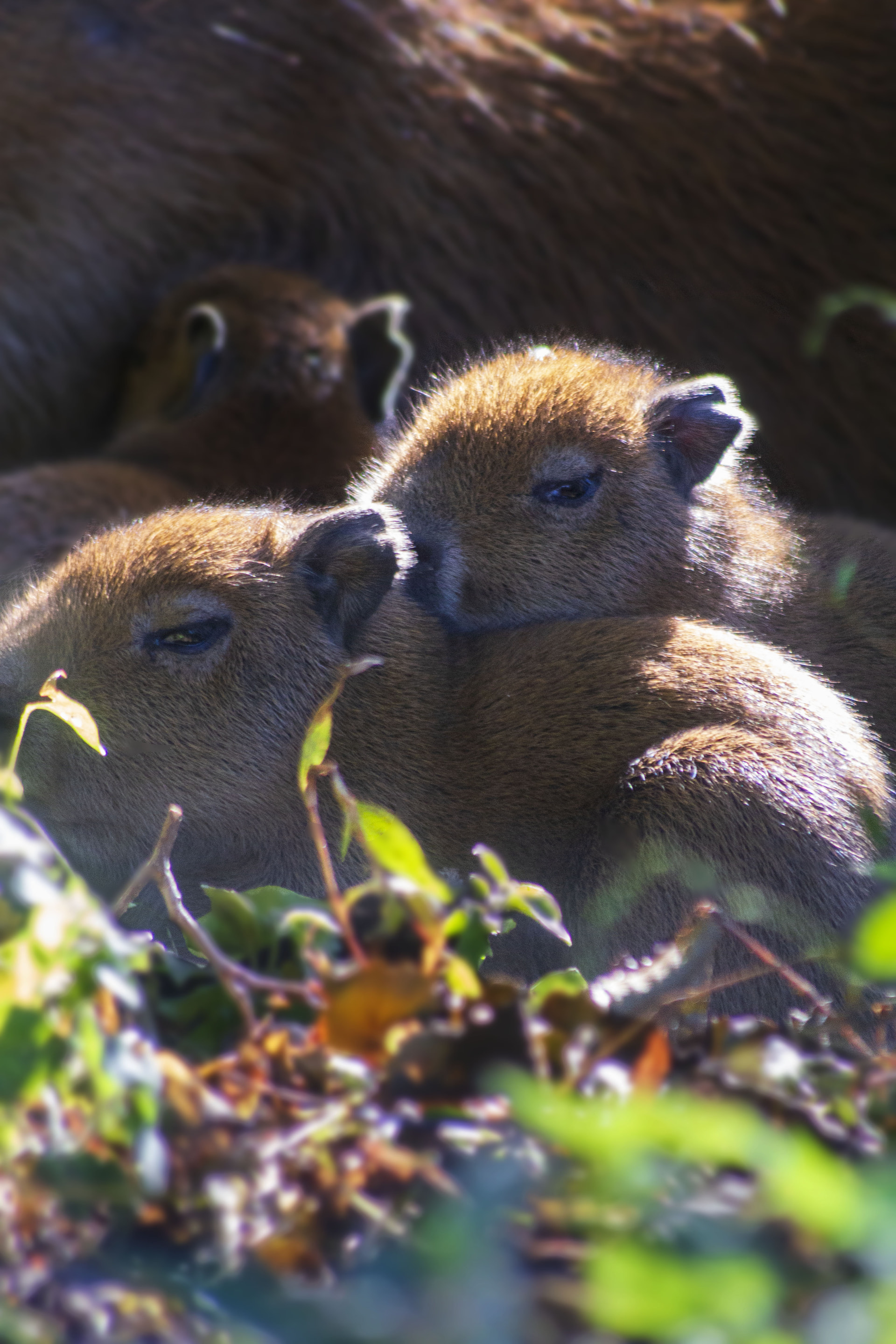 the youngsters, who are yet to be named, will stay indoors for their first few days to settle in.