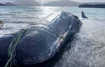 Sperm whale dies after becoming entangled in fishing ropes