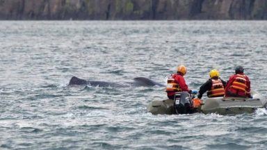 Sperm whale entangled in fishing ropes off of Skye