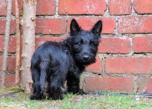 Scottish Terriers ‘disappearing’ as puppy numbers hit record low