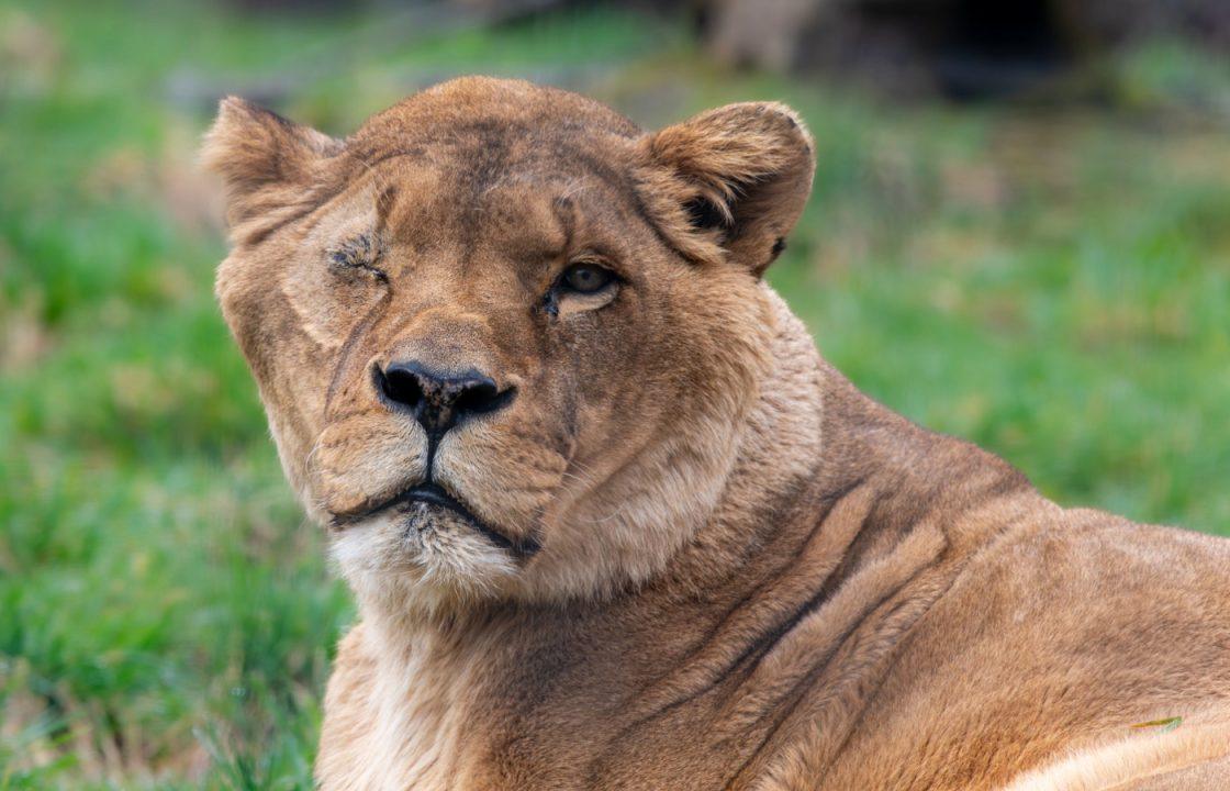 Lion rescued from ‘traumatic’ travelling circus by Five Sisters Zoo has eye removed