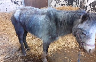 Woman sentenced for starving pony to death and neglecting seven horses in Aberdeenshire