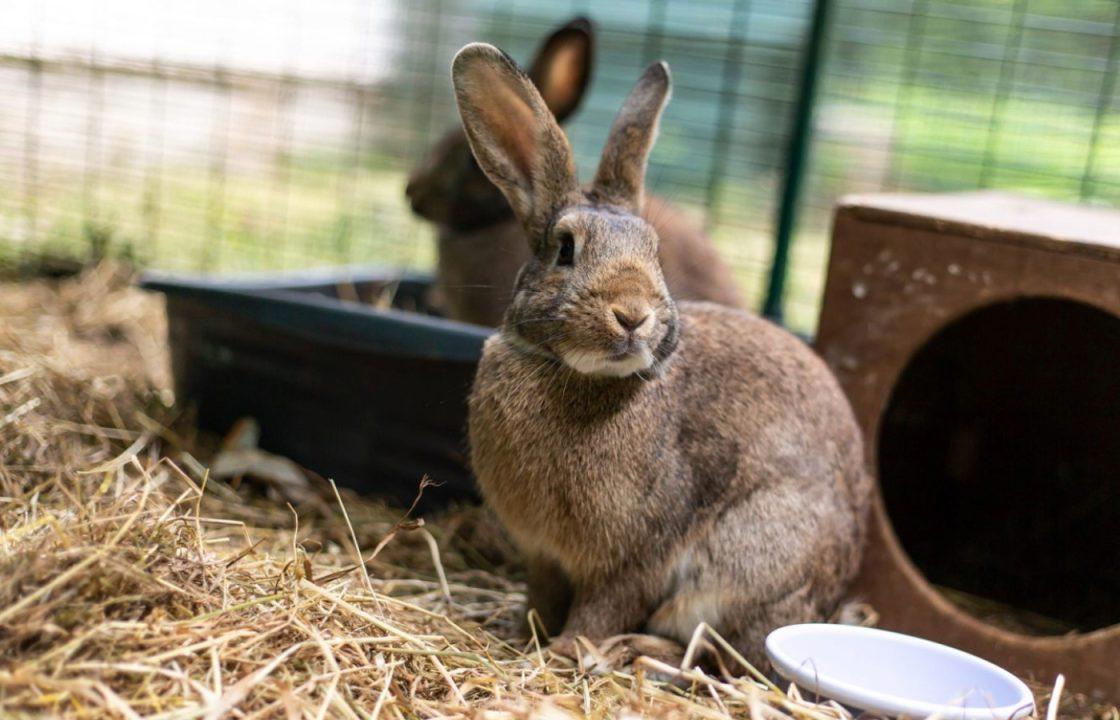 Seven rabbits with ‘torn ears and mutilated eyes’ euthanised after man neglected pets in Edinburgh