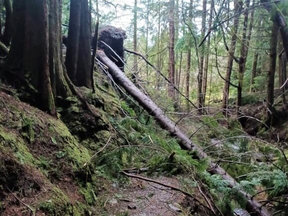 Popular walking trail Puck’s Glen facing long-term closure due to Storm Ewoyn damage