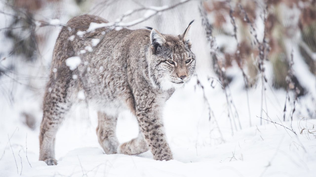 Investigation after lynx spotted in Dumfries and Galloway