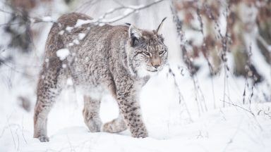 Investigation after lynx spotted in Dumfries and Galloway