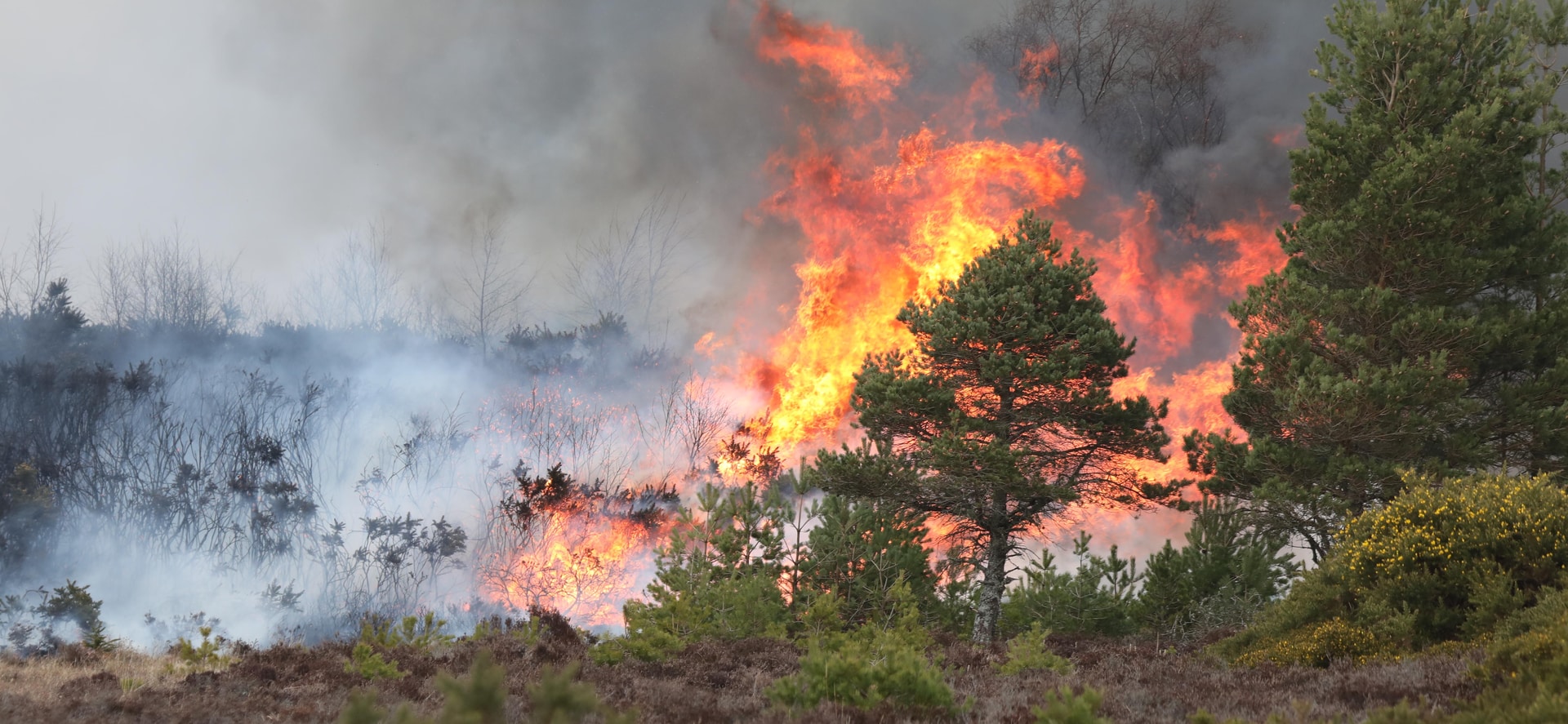 Wildfire at Tomfat woods near Inverness. Credit: Peter Jolly