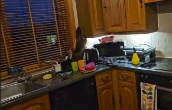 Watch as otter bolts into Shetland family home and ransacks kitchen