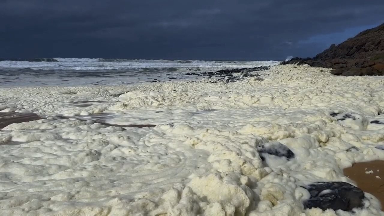 Strange foam and dead fish wash ashore at two Australian beaches