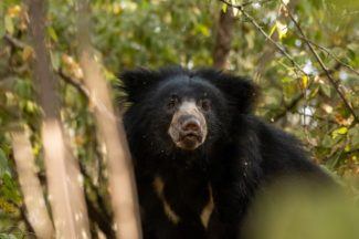 Former home of giant pandas at Edinburgh Zoo to be turned into habitat for sloth bears