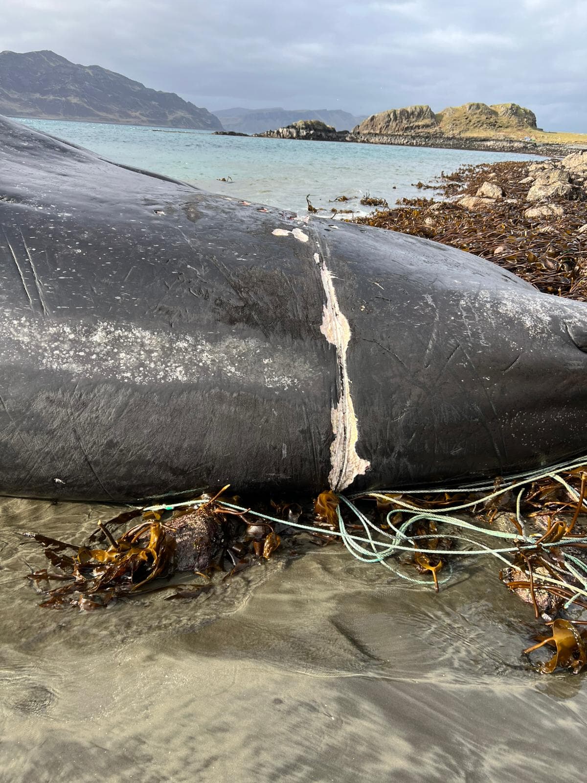 With some ropes wrapped around the whale, it was believed to be the same animal that the disentanglement team attended to at the weekend.