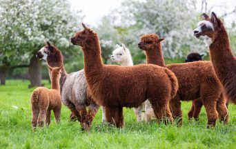 ‘Horrific’ shooting of four alpacas condemned by owner