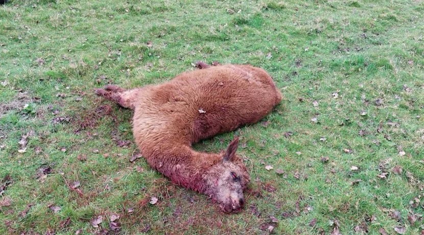 One of the dead alpacas shot on a farm in Cambridgeshire.