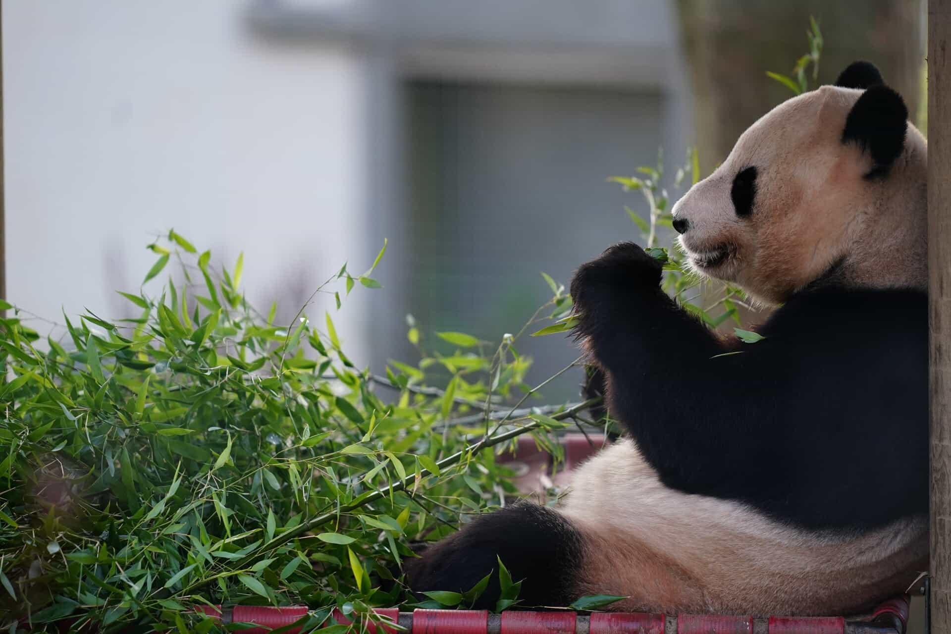 Yang Guang was one of the two giant pandas at Edinburgh Zoo 