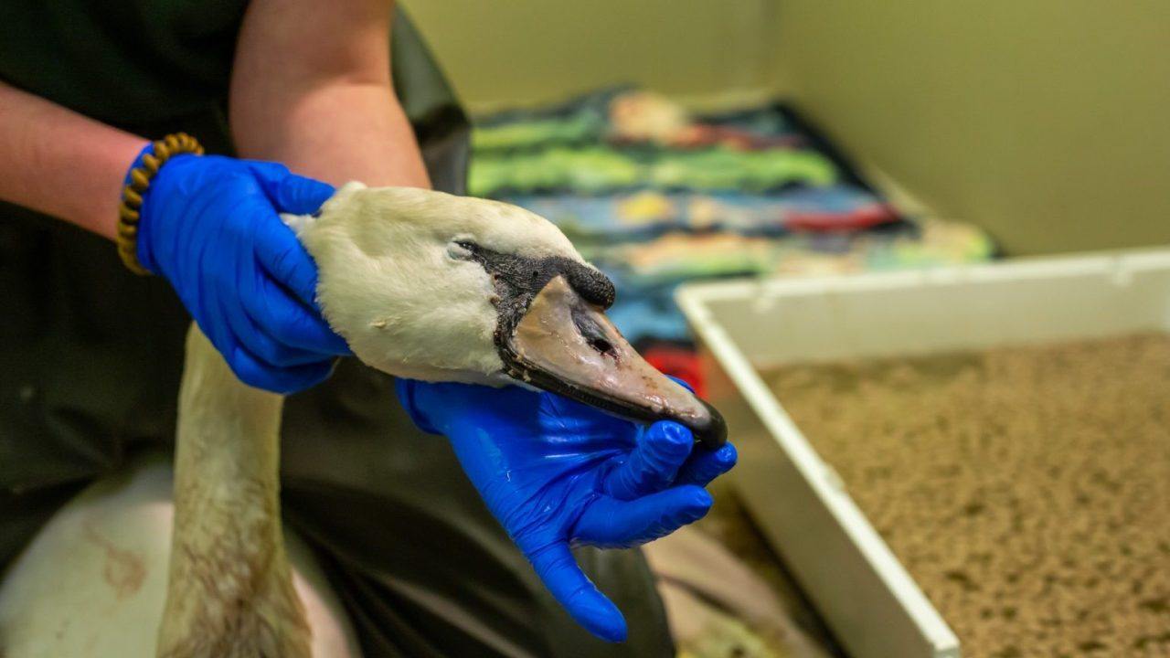 Swan dies after being repeatedly bit on neck by dog at Forres pond 