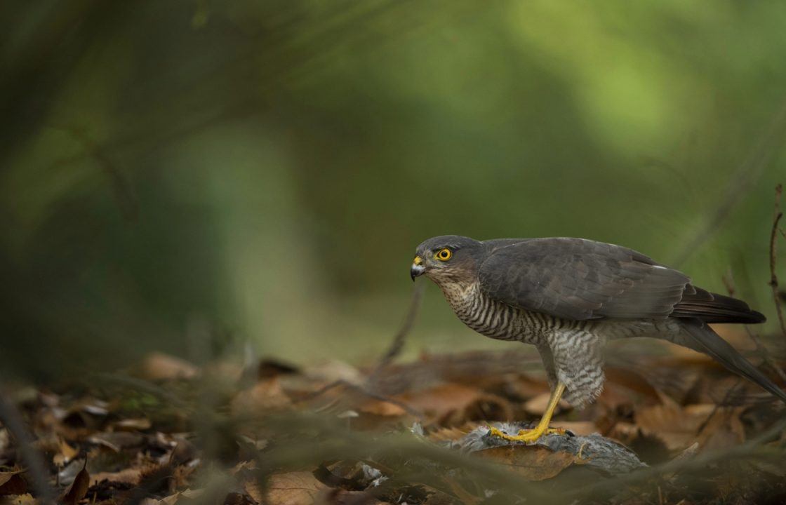 Sparrowhawk shot dead with shotgun in Highlands suffered ‘painful death’ as police investigate