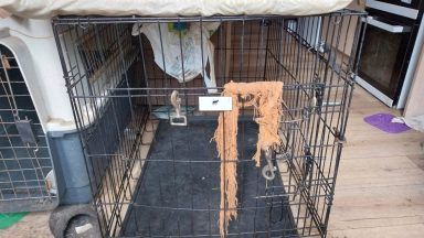 Aberdeenshire woman handed five year animal ban after keeping three dogs and cat in ‘appalling’ conditions