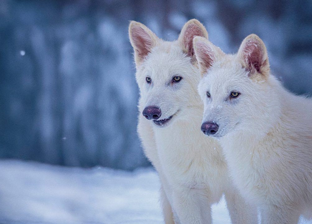 Scientists announce dire wolf has been brought back from extinction