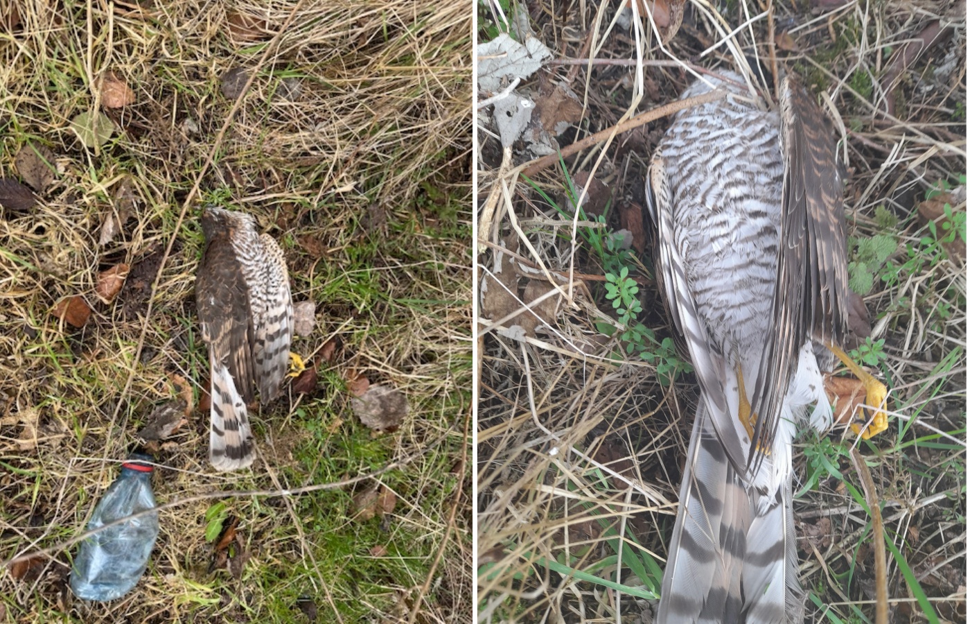 POLICE Scotland and RSPB Scotland are appealing for information after a male Sparrowhawk was found shot in the Cradlehall area of Inverness.