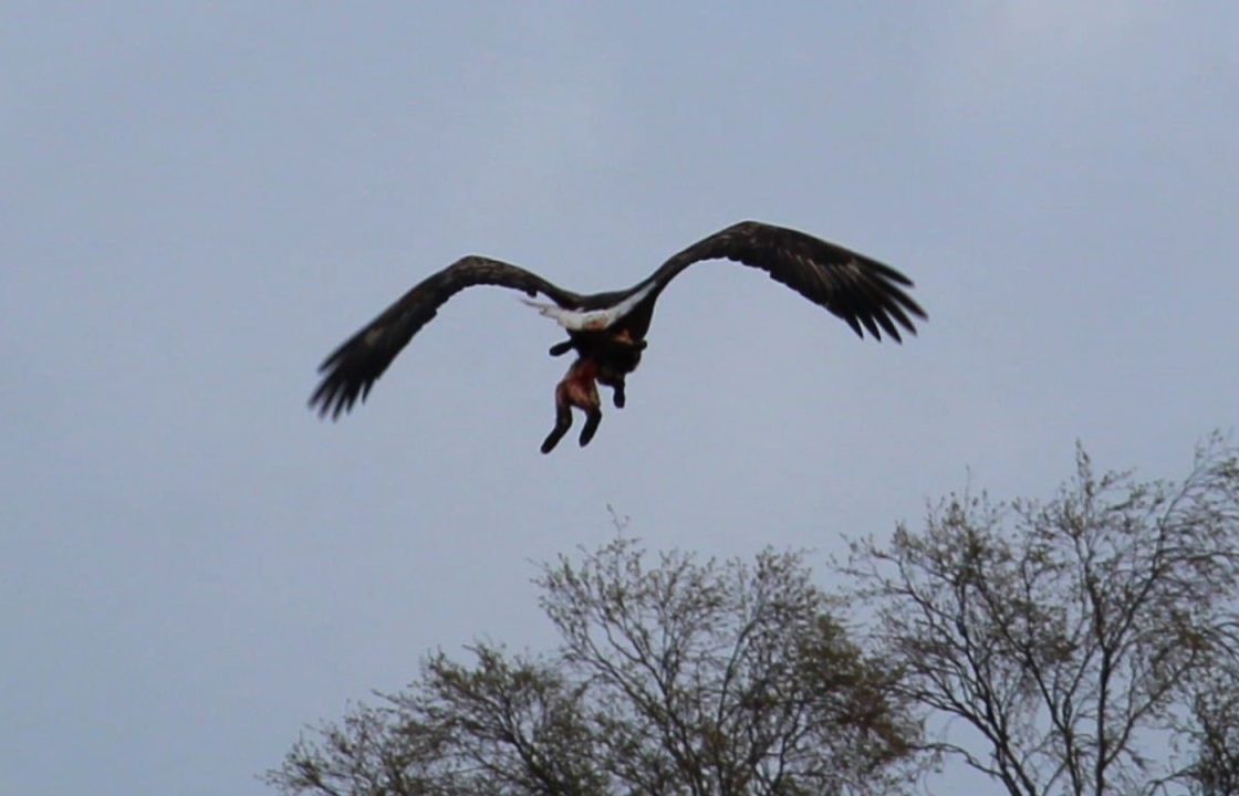 Shocking images of sea eagle snatching lamb from mother