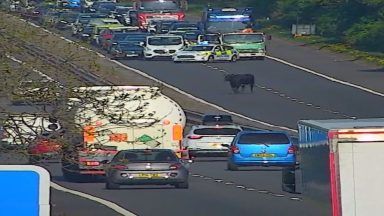 M8 closed in both directions after cow walks onto motorway