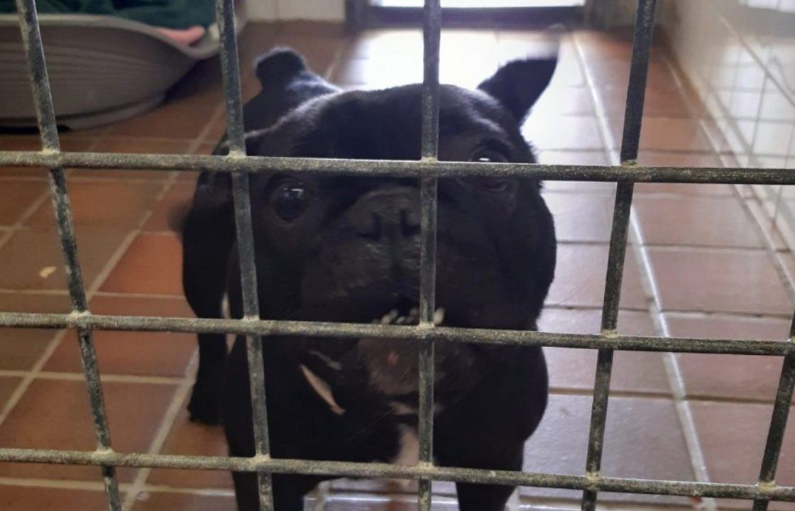 Pair banned from owning dogs after pets found in ‘filthy and dangerous’ home