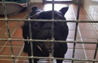Pair banned from owning dogs after pets found in ‘filthy and dangerous’ home