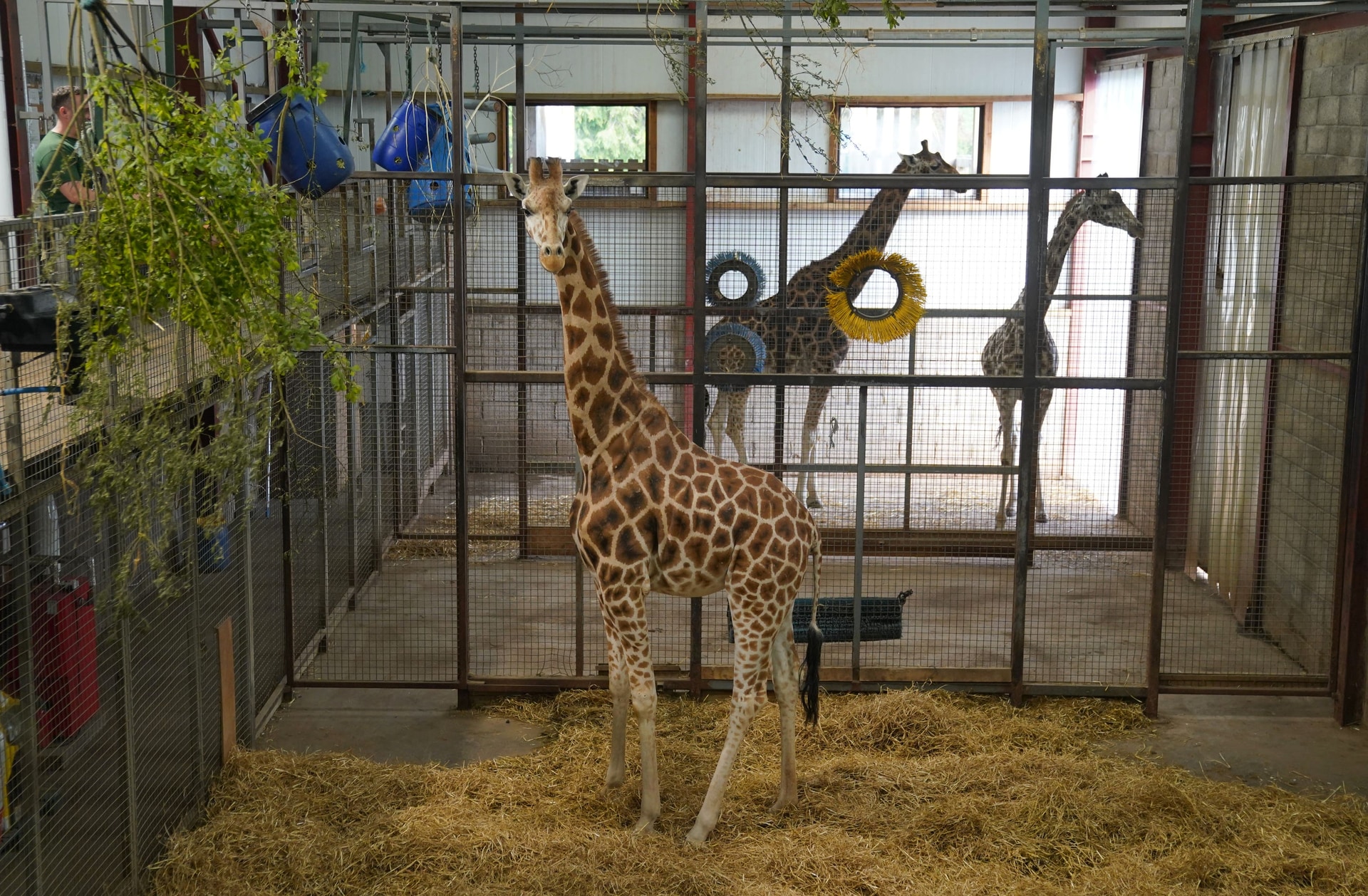 Keepers hope Noinin will breed with Sifa, a Rothschild’s who arrived at Blair Drummond in 2023 (Andrew Milligan/PA).