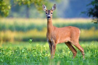 Deer shot ‘multiple times’ by police after being hit by vehicle on M8