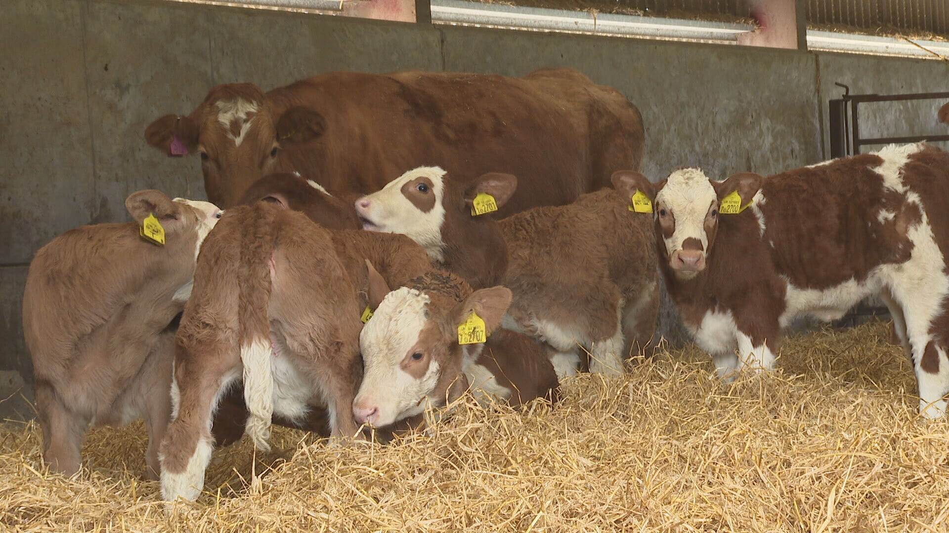 Around 80,000 more cows are needed by 2030 to meet demand.