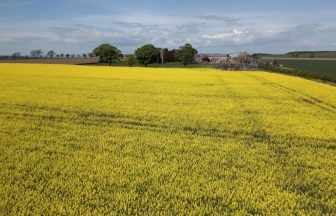 Farmers call for gene editing to be allowed in Scotland’s crops
