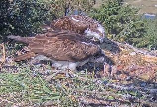 Loch Doon ospreys Angel and Frankie become proud parents again as two chicks hatch