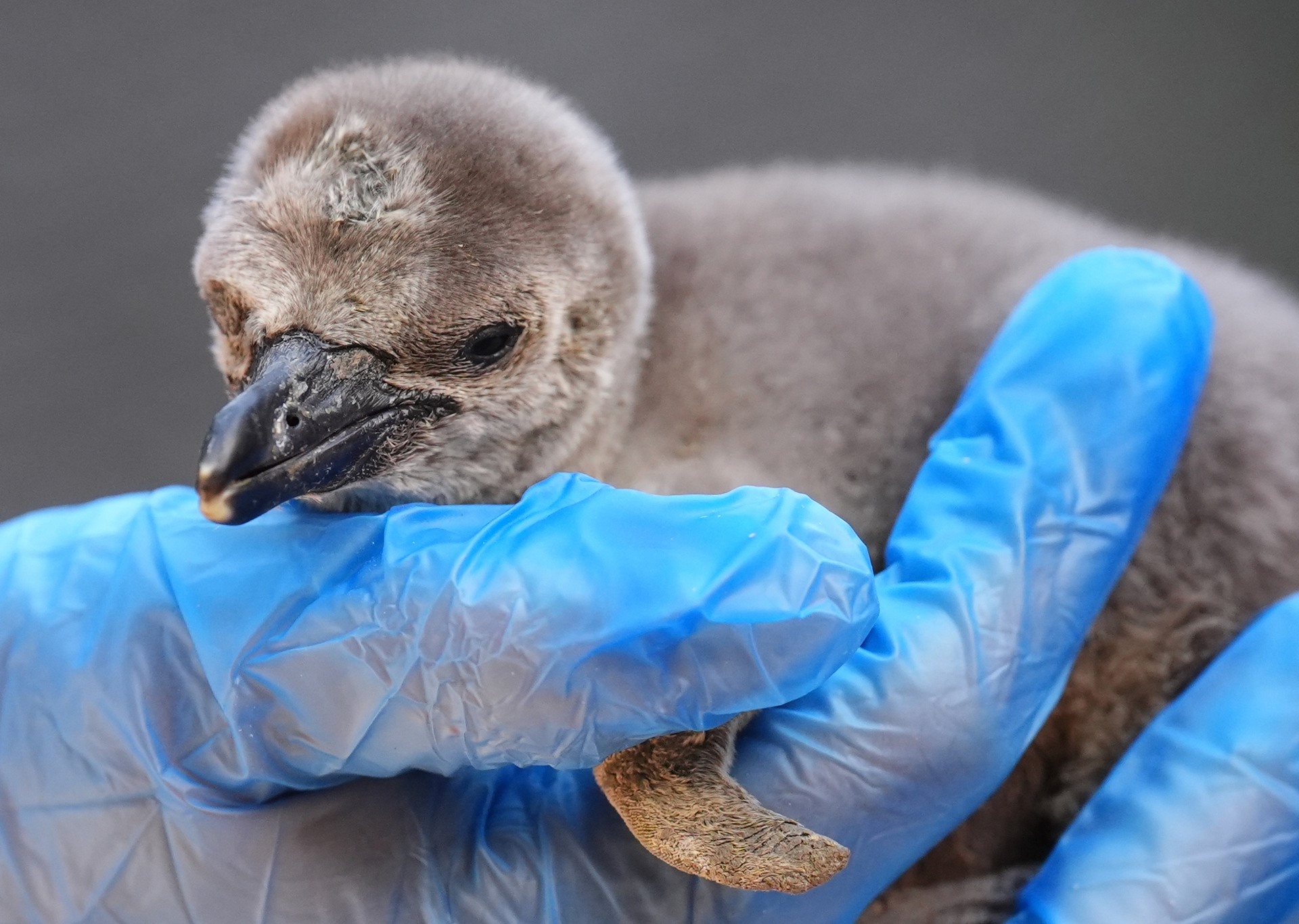 One of two newly hatched Humboldt penguin chicks is weighed by keeper Rebecca Reid at Blair Drummond Safari Park, Stirling.