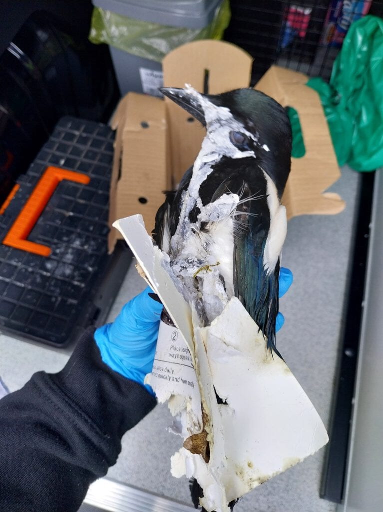 The bird had to be put down after becoming stuck in a glue trap.