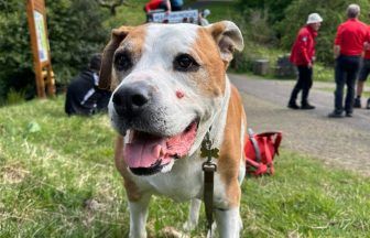 Dog rescued after becoming trapped at Dollar Glen